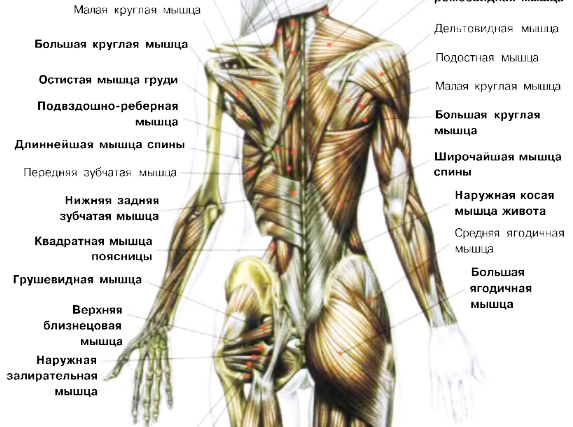 как долго будут болеть мышцы после тренировки