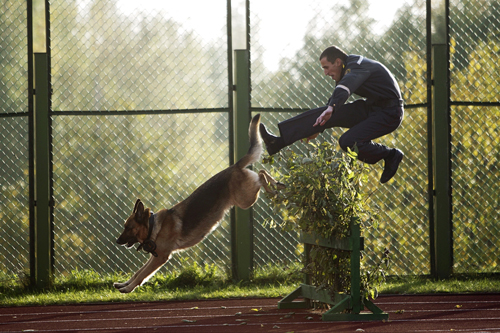 тренировки вместе с собакой на свежем воздухе