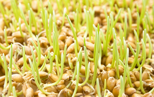 какие продукты восстанавливают энергию после тренировок пророщенные зерна пшеницы