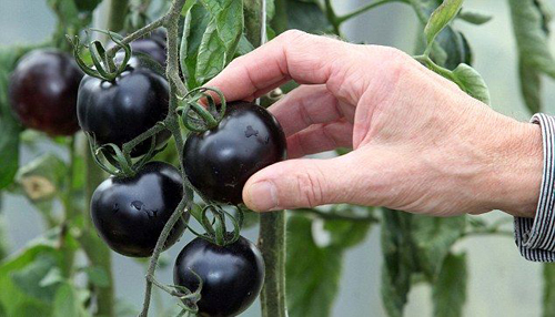 экзотические овощи для похудения черные помидоры