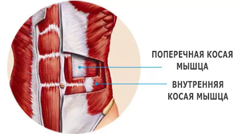 мышцы стабилизаторы