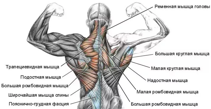 упражнения для мышц спины