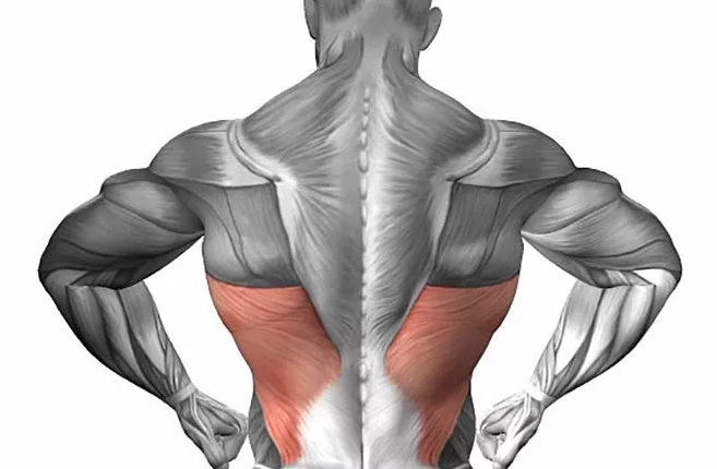 упражнения для мышц спины