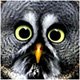 amaranthnorah@somoj.com avatar
